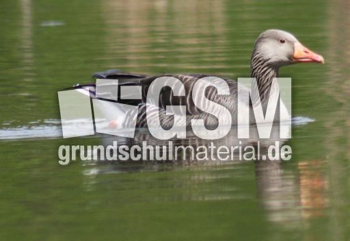 13-C-Graugans 040.jpg